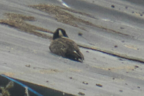 Branta hutchinsii, 2024-07-28