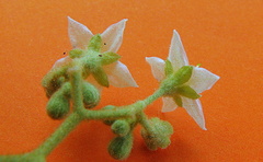 Solanum asperum
