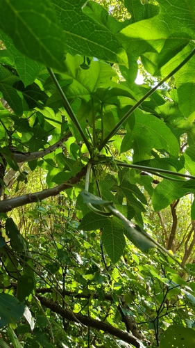 Image of Vasconcellea pubescens by no rights reserved