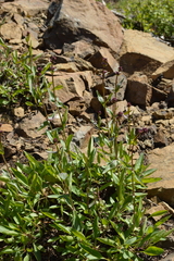 Penstemon euglaucus