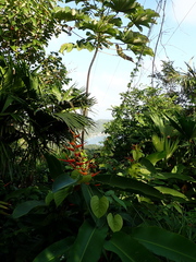 Heliconia latispatha