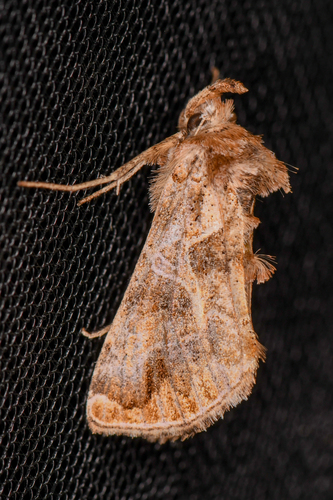 Polychrysia morigera