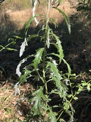 Senecio polyanthemoides