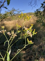 Senecio polyanthemoides