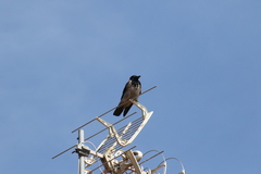 Corvus cornix