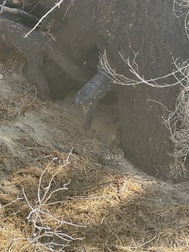 iNaturalist observation photo of Western Rattlesnake