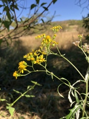 Senecio polyanthemoides