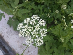 Aegopodium podagraria