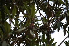 Heterophasia capistrata