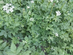 Aegopodium podagraria