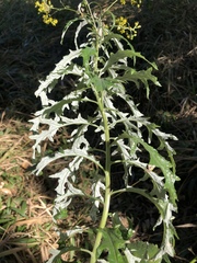 Senecio polyanthemoides
