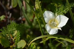 Calochortus subalpinus