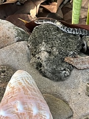 Little Cayman Racer photo 3