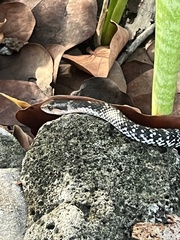 Little Cayman Racer photo 2