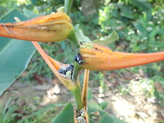 Heliconia latispatha