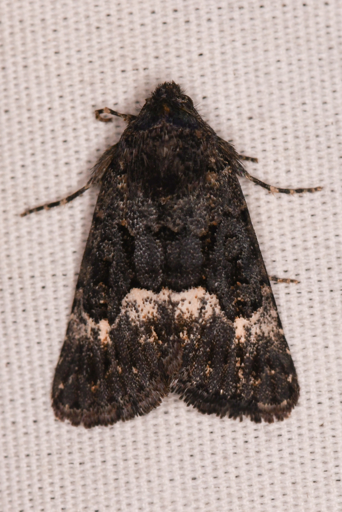 Sympistis aterrima