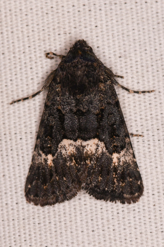 Sympistis aterrima