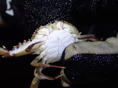 Achelous spinimanus