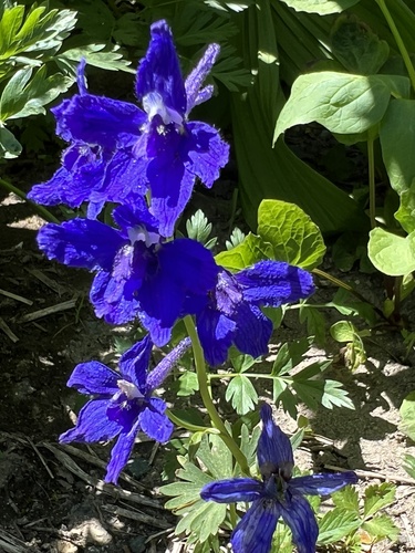 Image of Delphinium menziesii by (c) Cindy Bell, some rights reserved (CC BY)