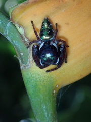 Heliconia latispatha