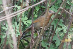 Trochalopteron lineatum