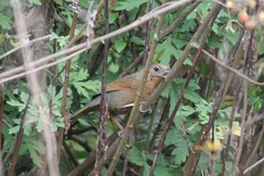 Trochalopteron lineatum