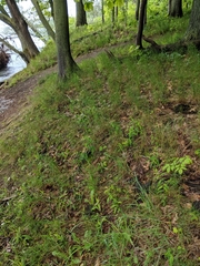Poa nemoralis