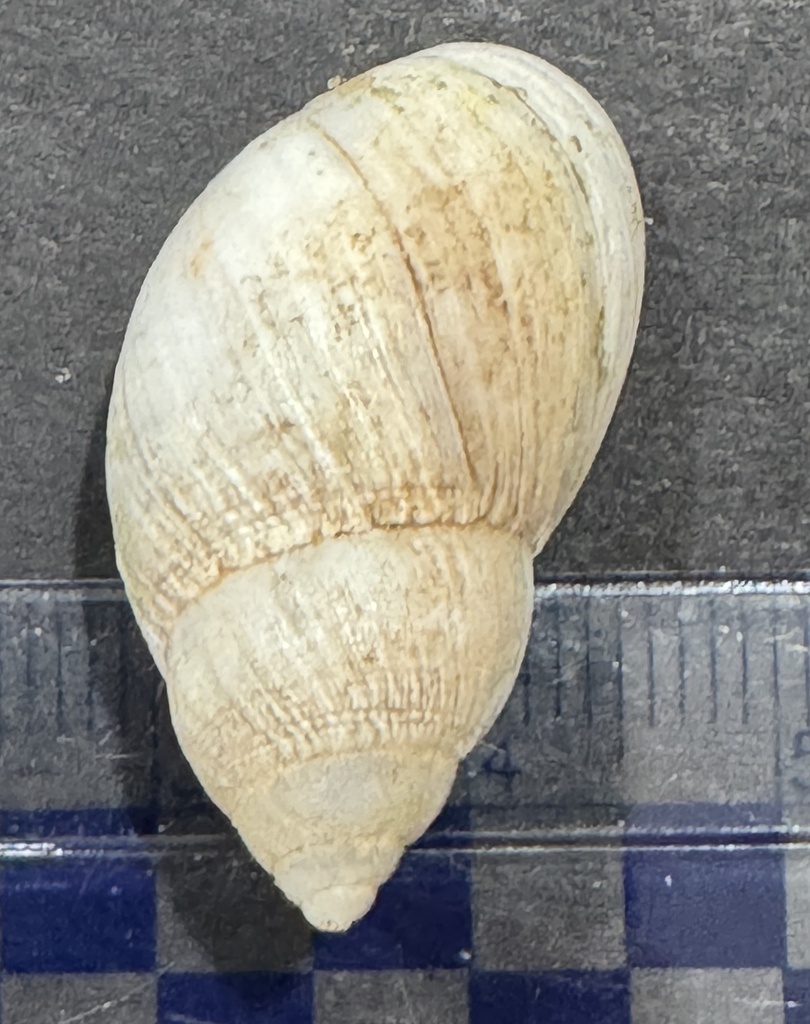 Bothriembryon indictus