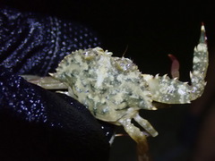 Achelous spinimanus