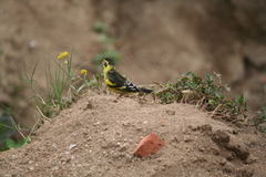 Chloris spinoides