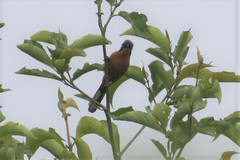 Heterophasia capistrata