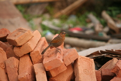 Trochalopteron lineatum