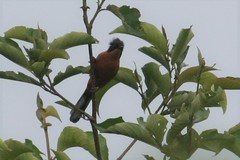 Heterophasia capistrata