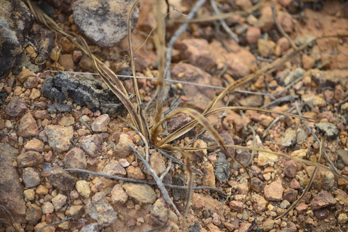 Manfreda jaliscana 4