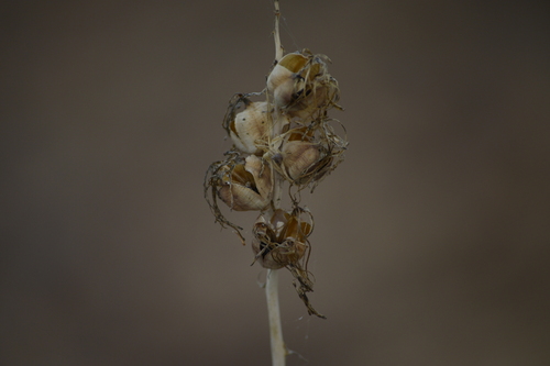 Manfreda jaliscana 3