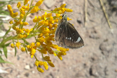 Hesperopsis libya