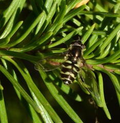 Dasysyrphus intrudens