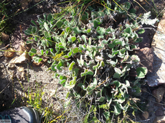 Pelargonium ovale