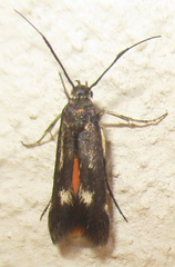 Eretmocera fuscipennis