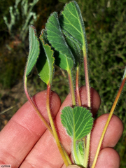 Pelargonium ovale