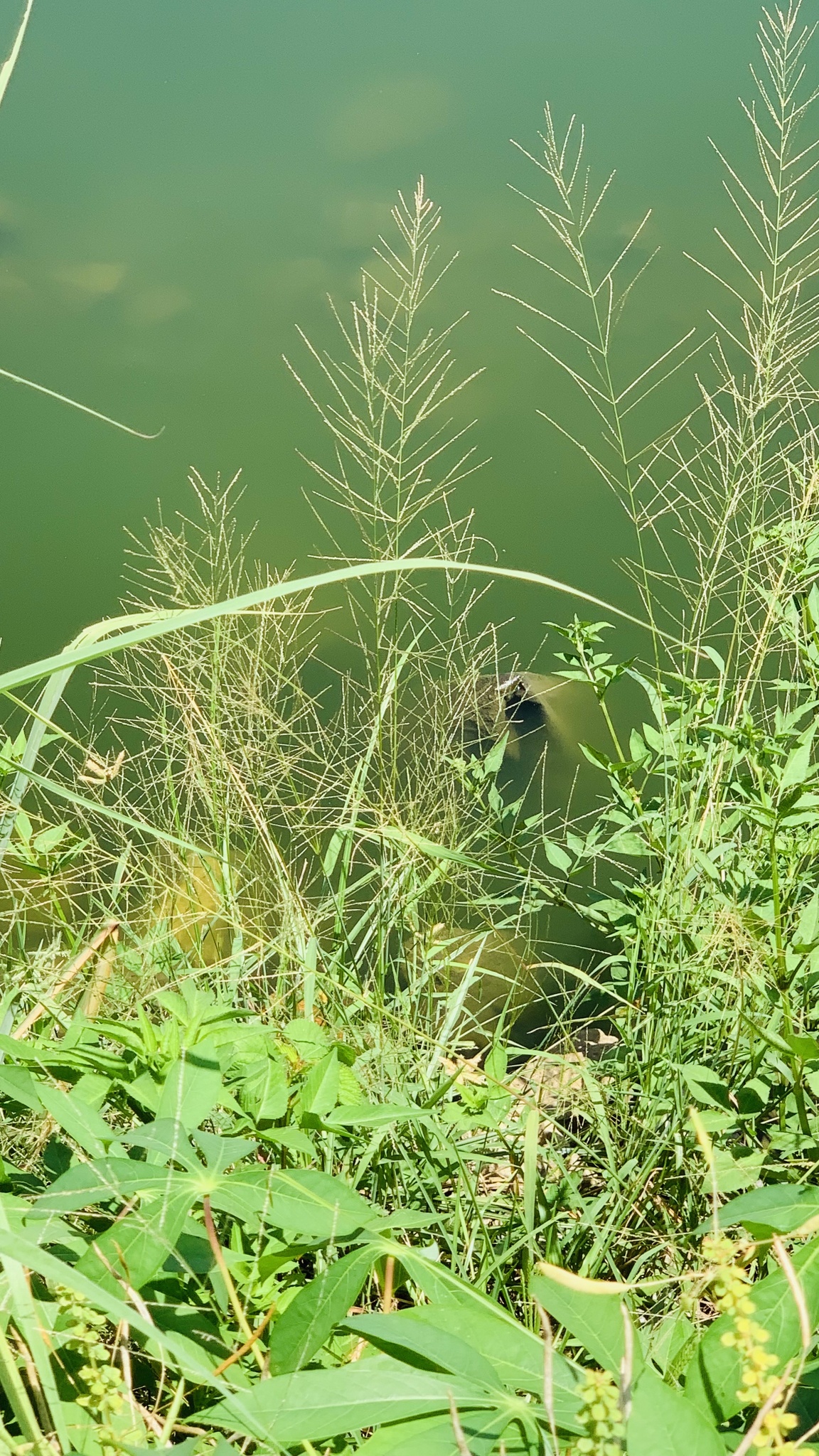 Leptochloa panicea (Leptochloa panicea)
