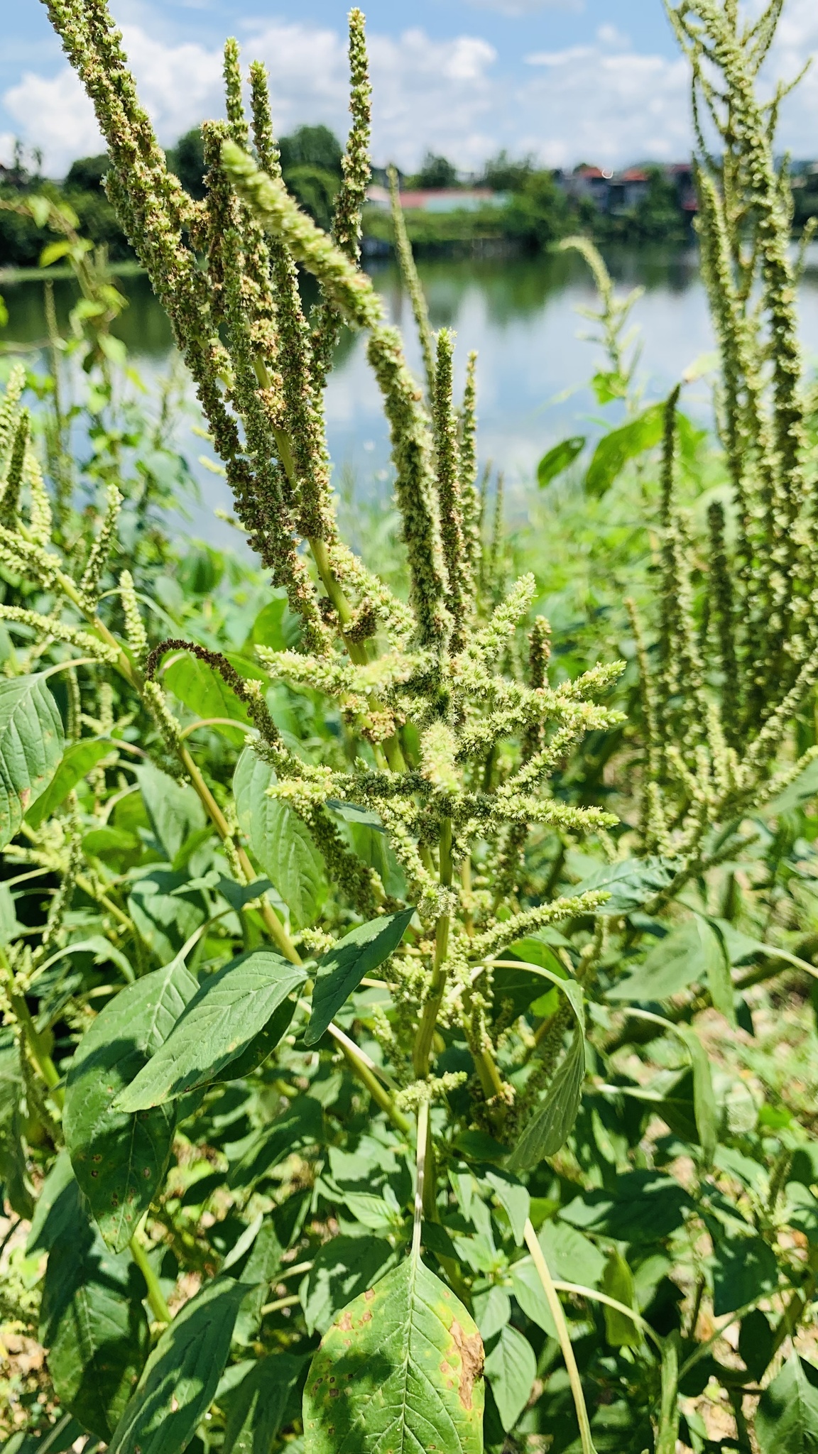 Amaranthus spinosus — ảnh 2
