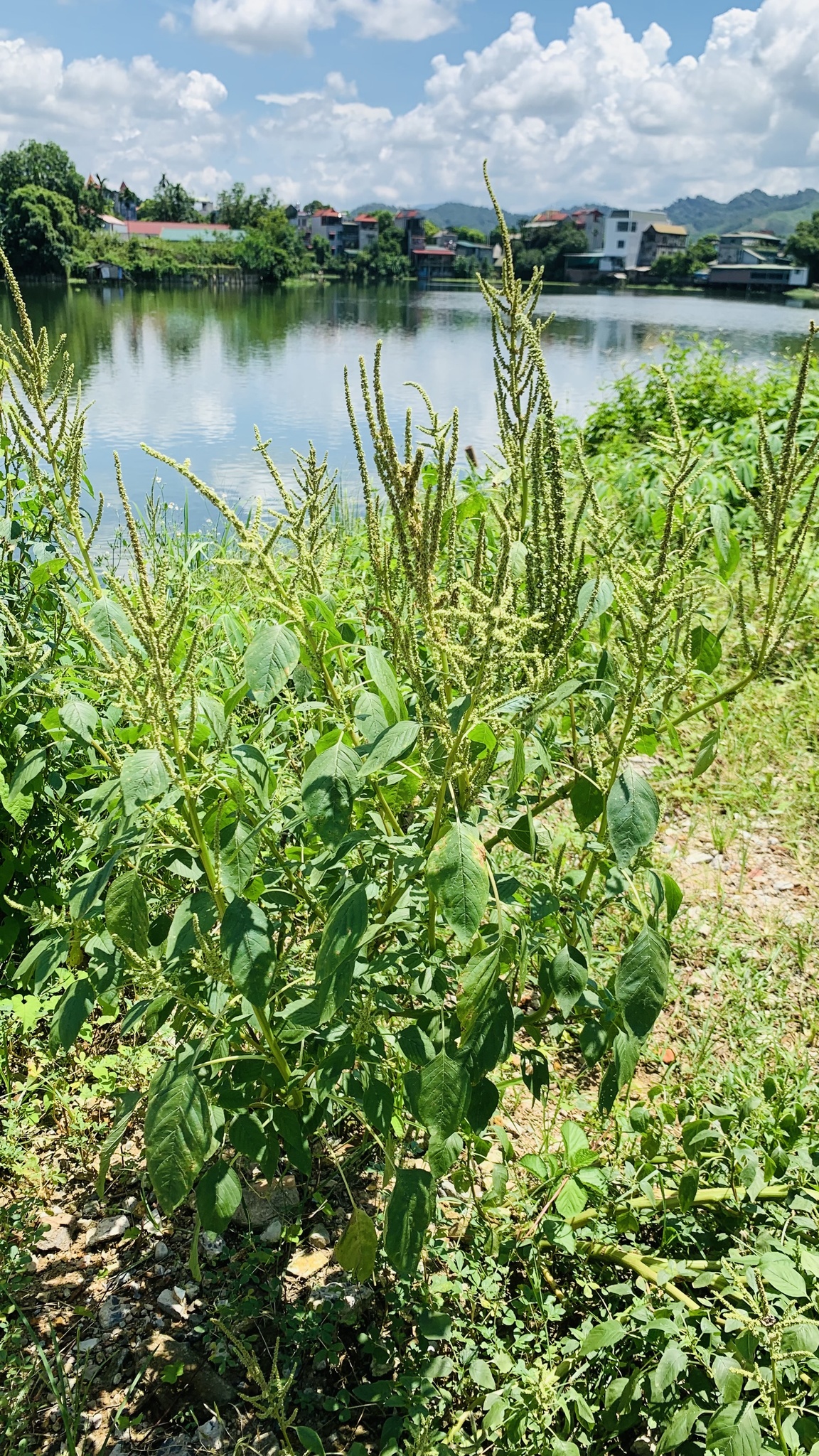 Amaranthus spinosus — ảnh 3
