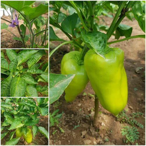 Foto de Pimenta-de-cheiro