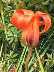 Lilium maritimum