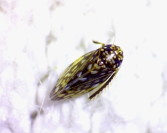 Xestocephalus superbus