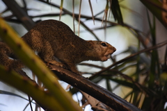 Heliosciurus gambianus