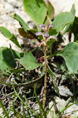 Orobanche cumana