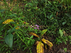 Tadehagi triquetrum