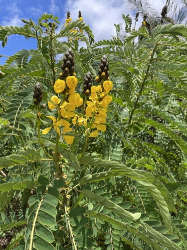 Senna didymobotrya, 2024-08-04